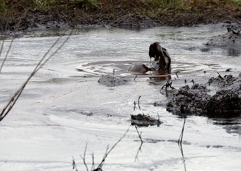 [FOTO] Na polju nedaleko od Zagreba izbila nafta, inspekcije i policija na terenu