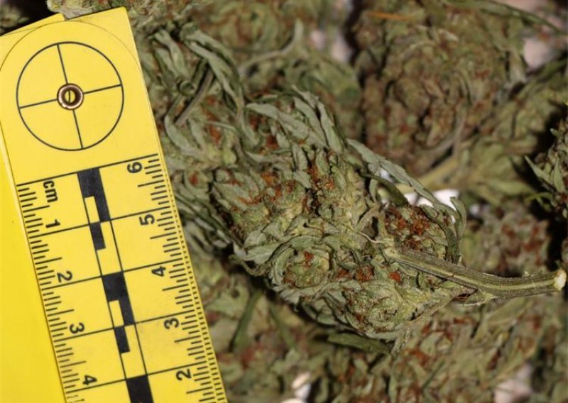 [FOTO] Uzgajao marihuanu na jugu Hrvatske, u kući nađeno više kilograma droge s pratećom opremom
