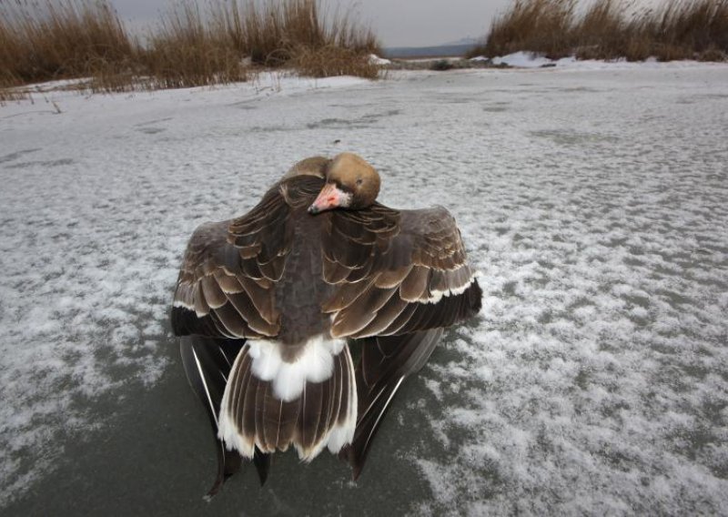 Smrznulo se Vransko jezero i zarobilo uginule ptice