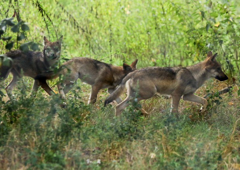 Stočari Filipoviću: Pozdravljamo odluku, ali odštetu za vuka treba dići na tržišnu cijenu mesa