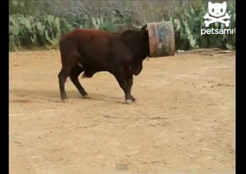 Krava doživjela malu nezgodu s kantom
