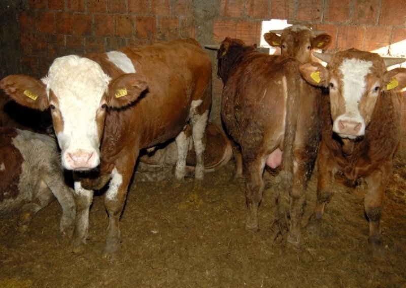 S farme ukradena četiri bika teška po 350 kilograma