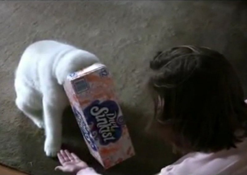 Preslatko štene sibirskog haskija zaglavilo u kutiji