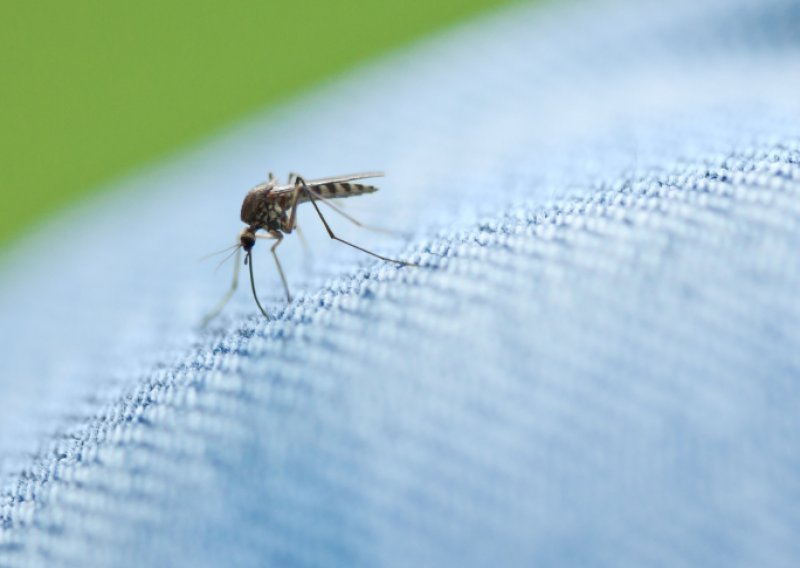 HZJZ: Raste broj komaraca