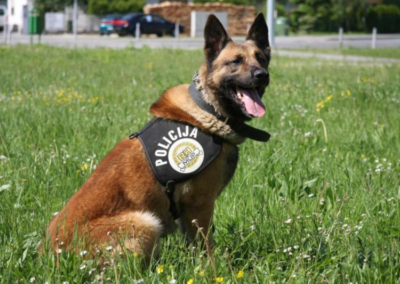 Policijski pas Ajax nanjušio oko kilogram marihuane