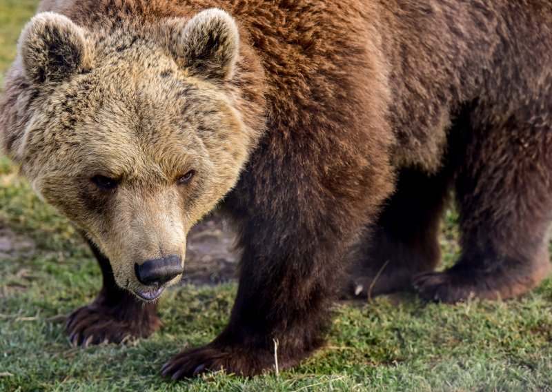Medvjed napao šetača, ugrizao ga za nogu i lakše ozlijedio