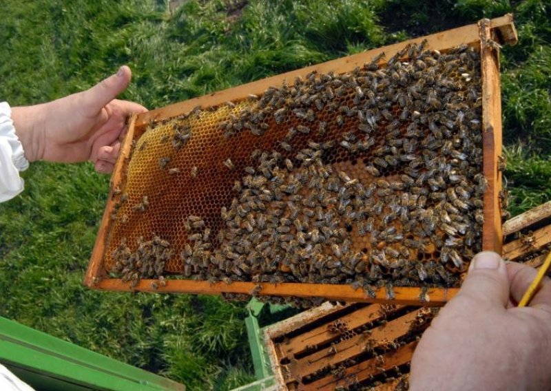 Pčelari traže zabranu pesticida, a Ministarstvo dokaze