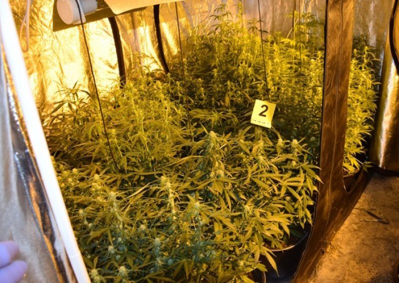 U kući u Donjem Prnjanovcu pronađen laboratorij i 1,6 kilograma marihuane