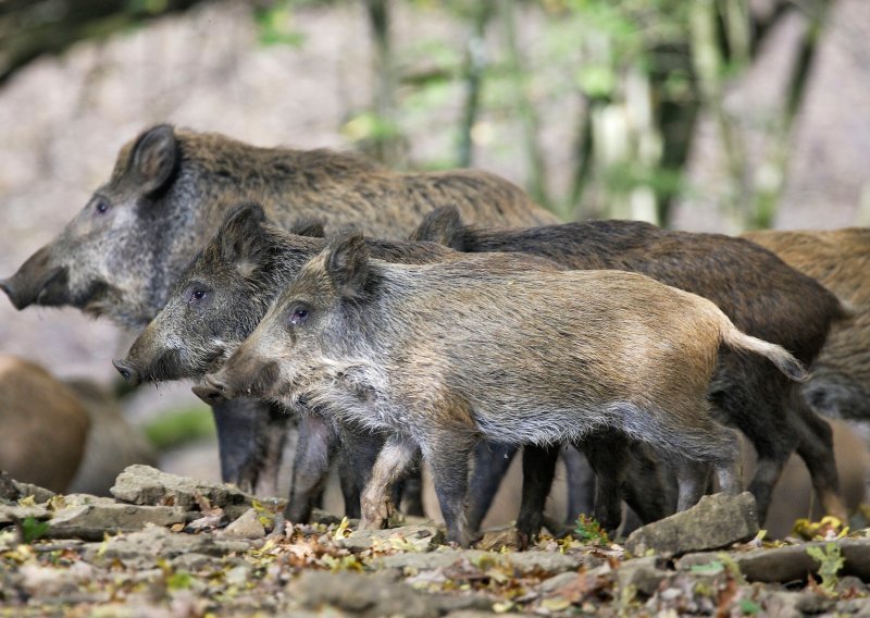 Na kvarnerskim otocima povećan lov divljih svinja