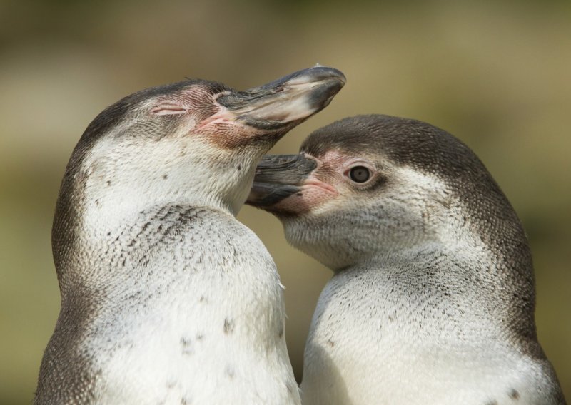 Gej pingvini usvojili odbačenu bebu