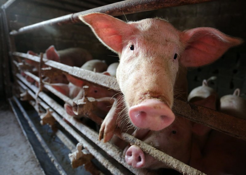 Novi šef svinjogojaca: 'Sektor propada, imamo nestašicu mesa i premalo krmača'