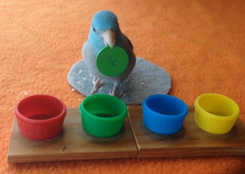 Pametni papagaj slaže gumbe po bojama