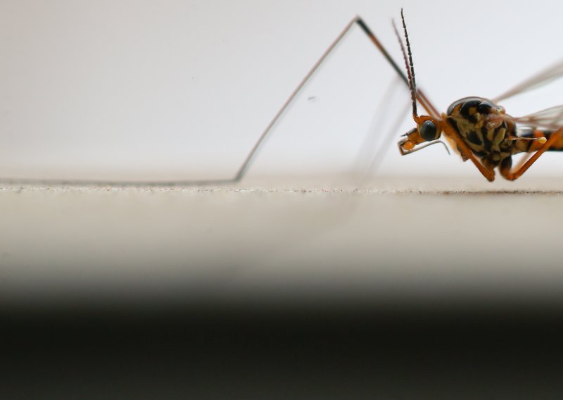 Komarci ove godine grizu kao nikada, stiže li konačno pomoć?