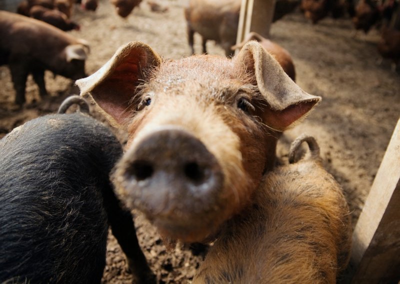 Afrička svinjska kuga prvi put potvrđena u Hrvatskoj