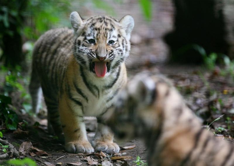 Sibirski tigrići pokazali se britanskoj publici