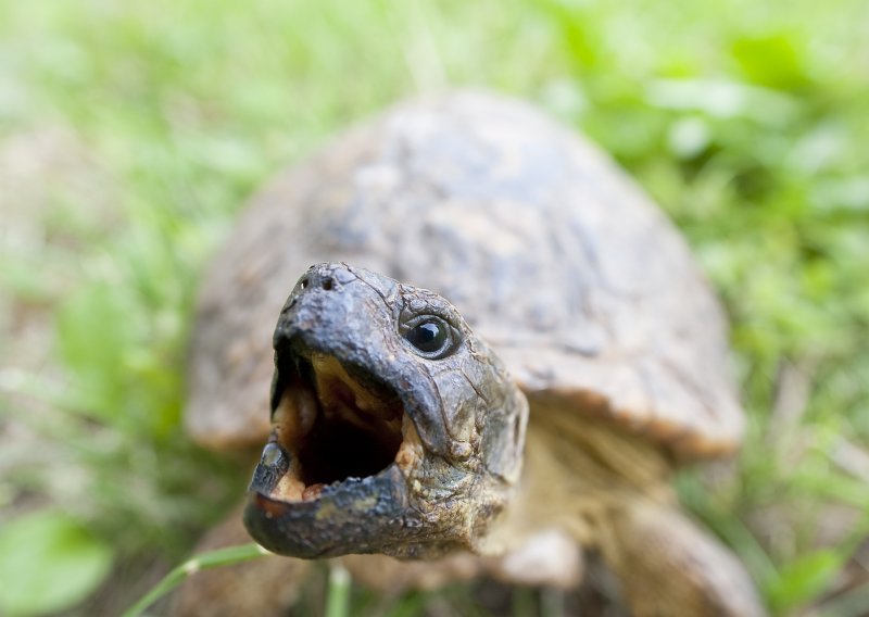 Vlasnicu razveselio povratak 109-godišnje kornjače