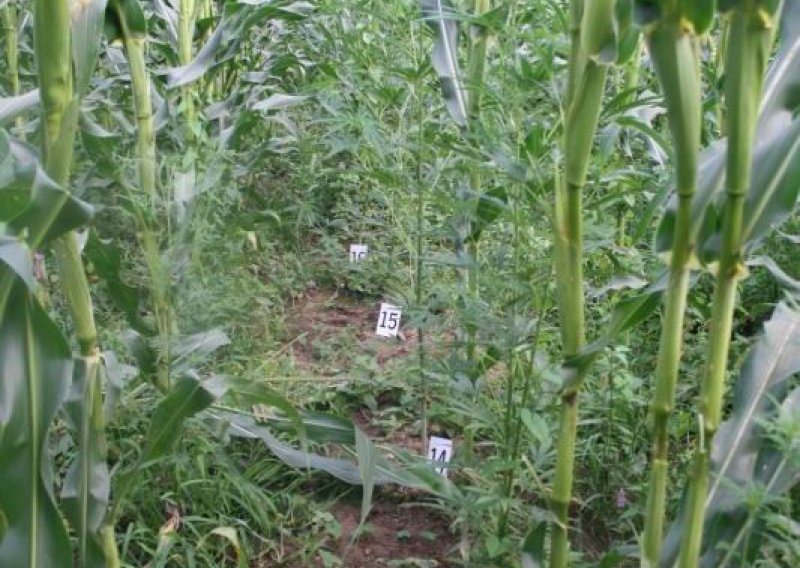 U Zaostrogu otkrivena plantaža trave vrijedna 3 milijuna kuna