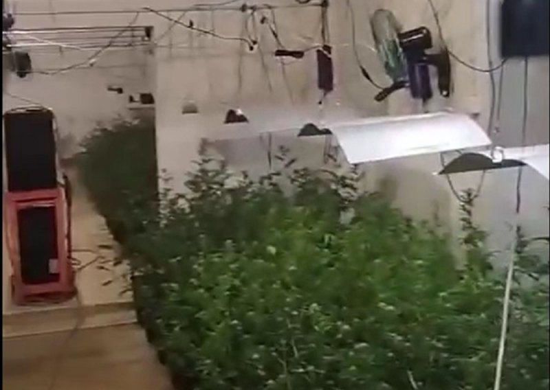 Policija upala u laboratorij za uzgoj trave kod Splita