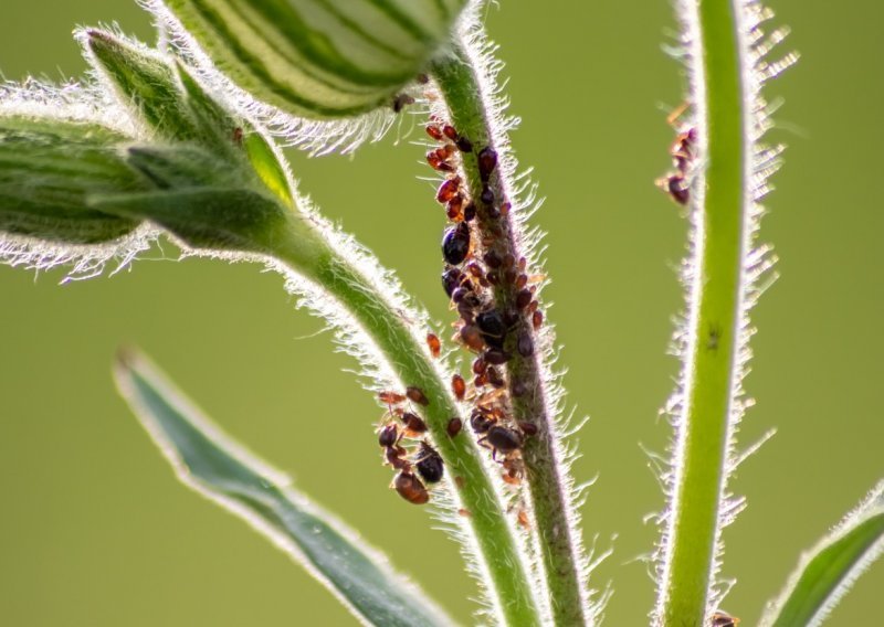 Muči vas najezda mrava? Evo kako ih se riješiti na prirodan način