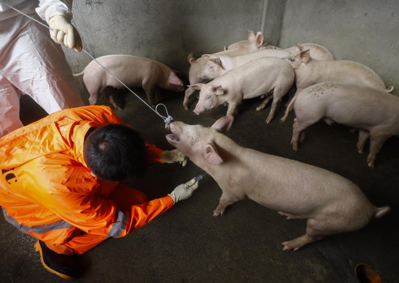 'Svinjogojstvo bi moglo nestati zbog afričke svinjske kuge, zato smo strogi'
