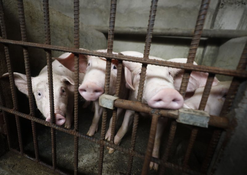 SDP: Afrička svinjska kuga zapečatila je sudbinu svinjogojstva u Hrvatskoj