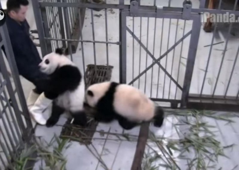 Ova se panda ne želi odvojiti od svog čuvara