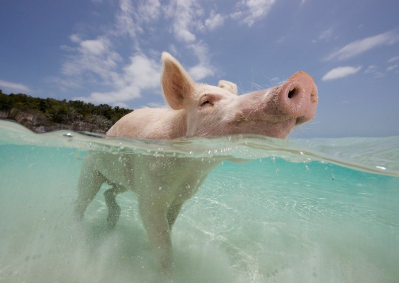 Nitko ne uživa kao ove svinje na Bahamima!