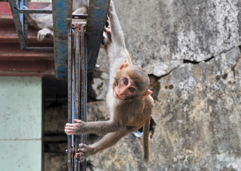 Indija zaposlila 'ljude-majmune' da tjeraju makakije tijekom samita G20