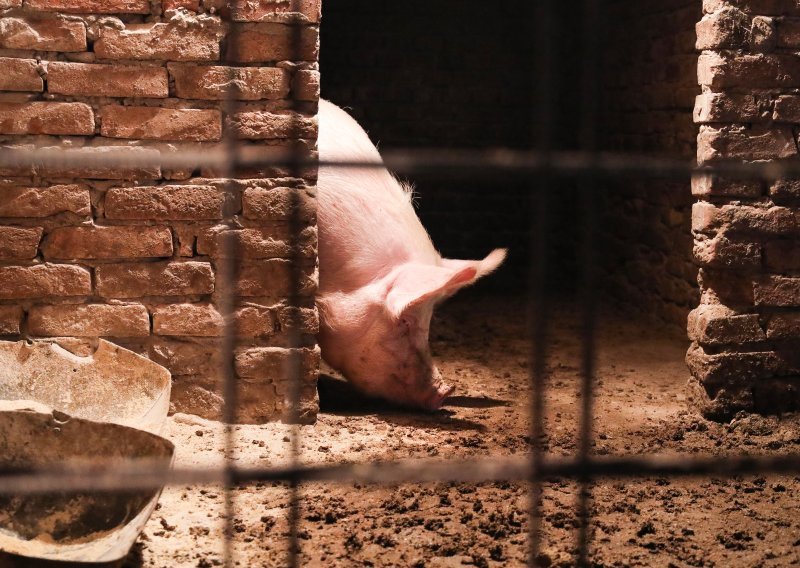 Veterinari traže pomoć vojske za izvlačenje eutanaziranih svinja