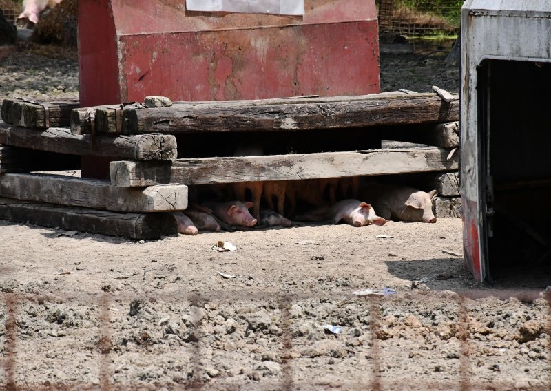 Pojavio se prvi slučaj: Afrička svinjska kuga i u Zadarskoj županiji