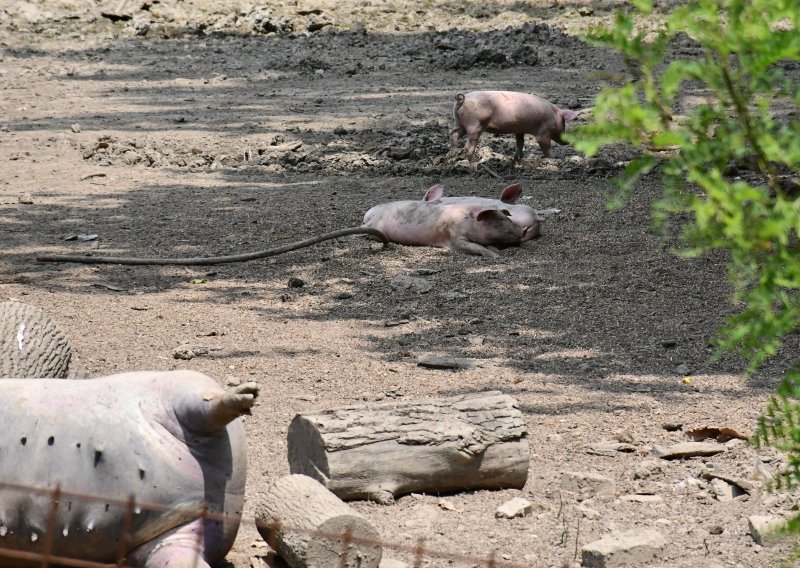 Potvrđena afrička svinjska kuga u Zadarskoj županiji