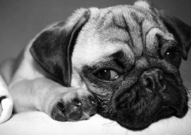 Znate li da psi pate od depresije kad ostanu sami?