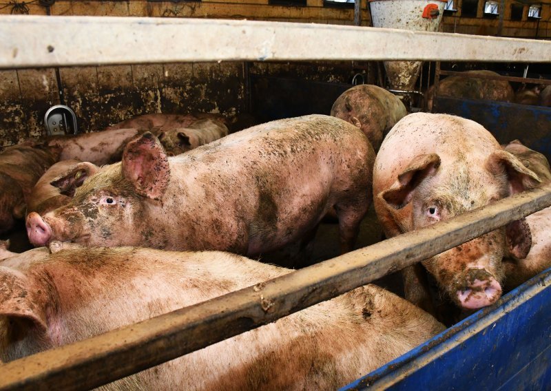 Eutanazirano 259 svinja zbog kuge u Mrzoviću