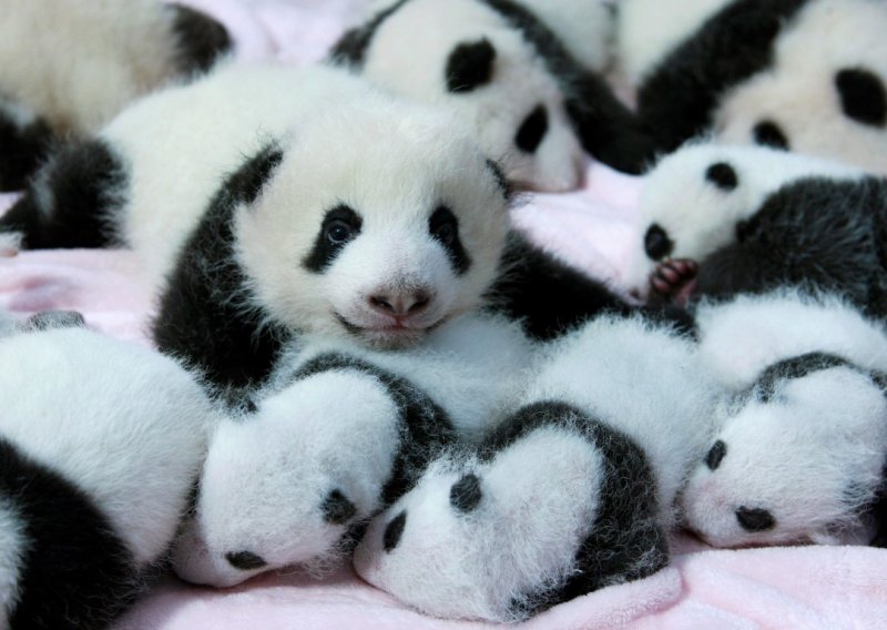 Možete li odoljeti ovim preslatkim bebama pandama?