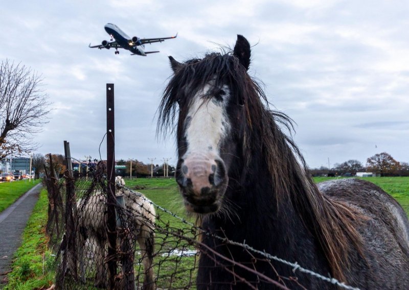 Kaos na letu New York - Liège: Konj pobjegao iz kaveza, avion izbacio gorivo