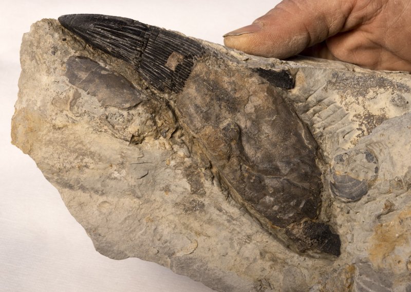 Fosil golemog morskog čudovišta izvađen iz litica Dorseta