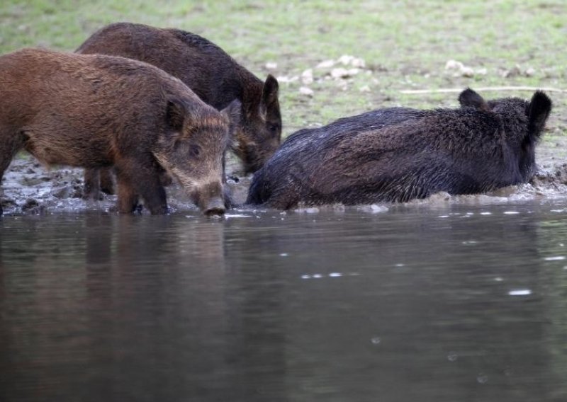 Isto krdo divljih svinja svake noći operira Makarskom rivijerom