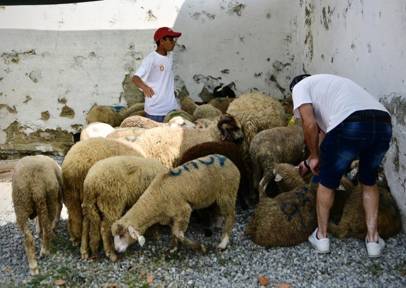 U Španjolskoj proizvodnja janjetine drastično pala zbog nedostatka pastira