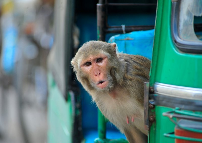 Ključ za brže testiranje lijekova: Kineski znanstvenici klonirali prvog rezus majmuna
