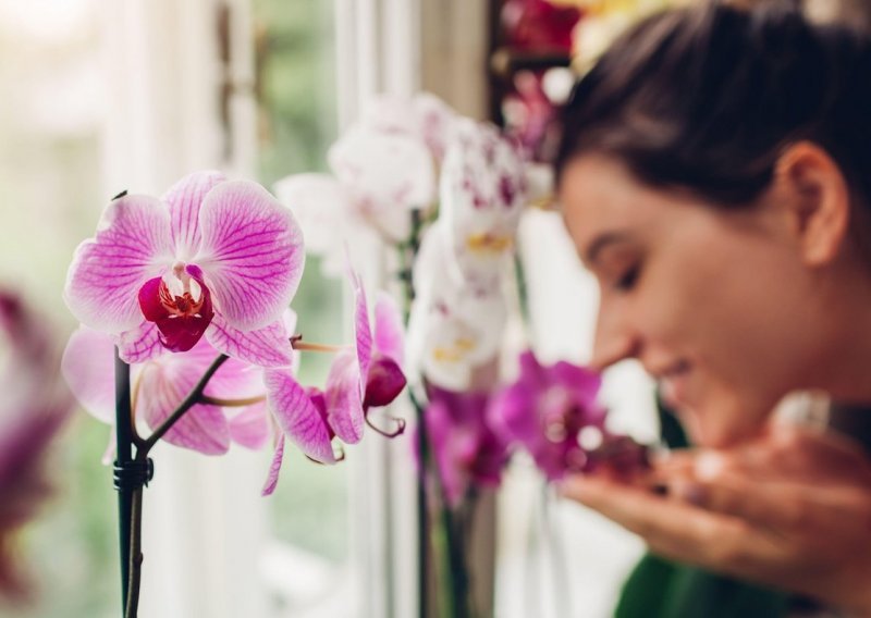 Bez ovoga ne može: Evo što je ključno za dugotrajan rast prelijepih orhideja