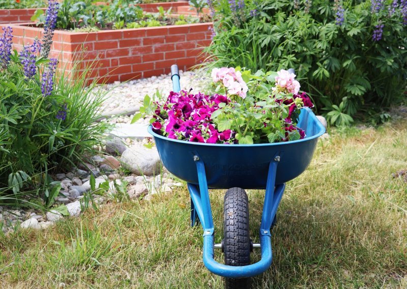 Cvijeće idealno za proljeće: Posadite ga sada i uživajte u prekrasnom vrtu čitavo ljeto
