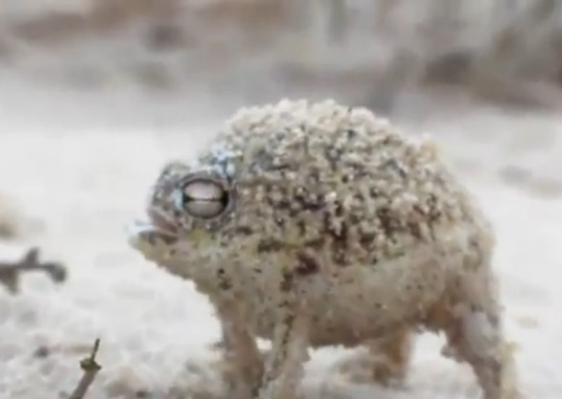 Je li ovo najbizarnija žaba koju ste vidjeli?