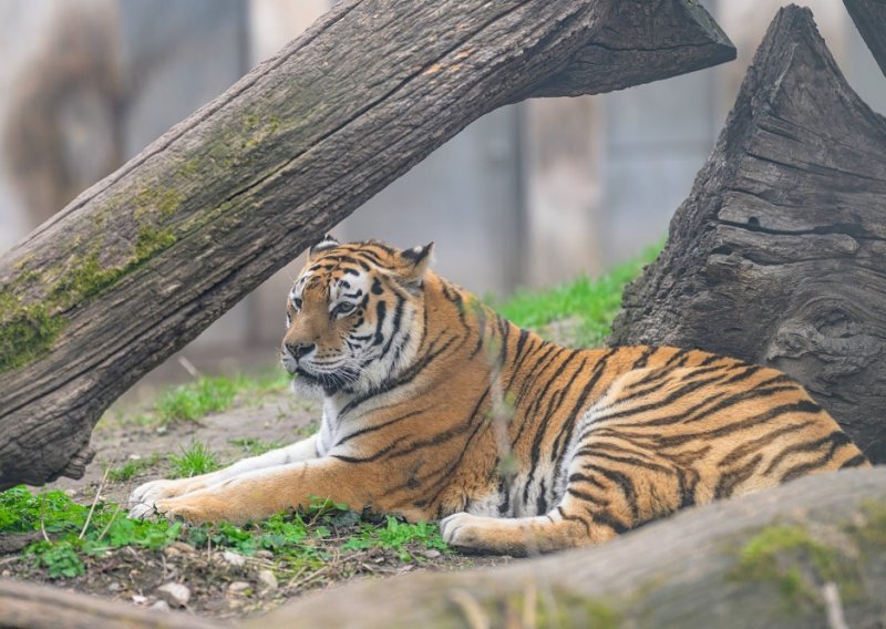 Indonezija u potrazi za više dokaza da je javanski tigar još uvijek u divljini