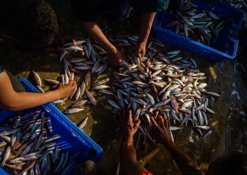 Konzumacija sitne plave ribe umjesto crvenog mesa može spasiti 750.000 života