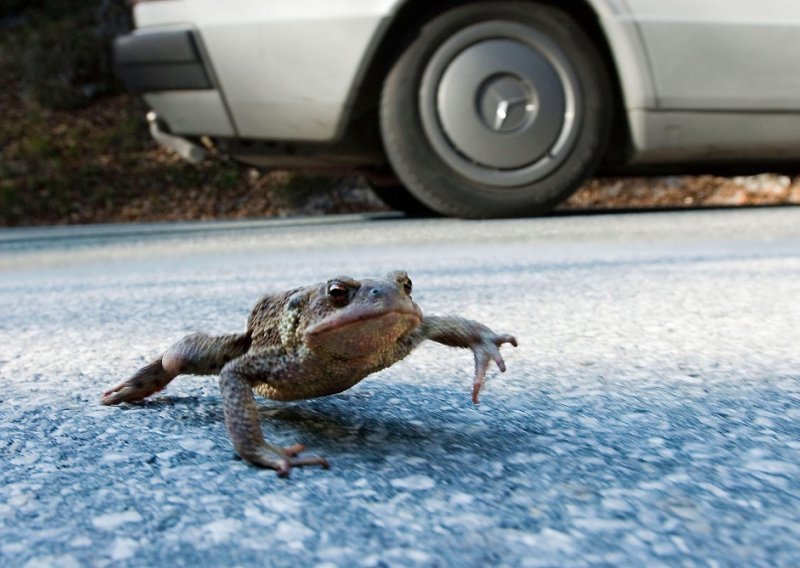 Volonteri pomažu žabama krastačama prijeći cestu kod Sankt Peterburga