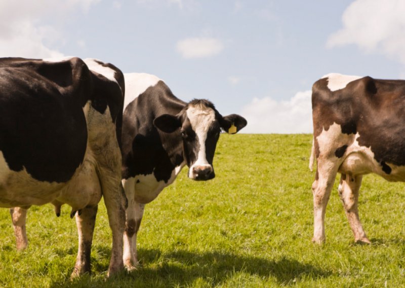 Farmeri s kravama kreću na Formulu 1