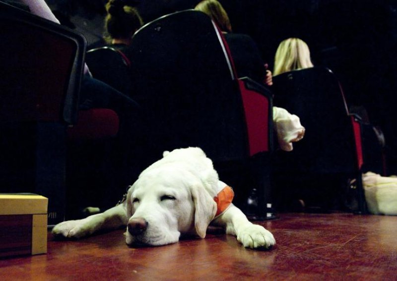 Psi kao kazališna publika