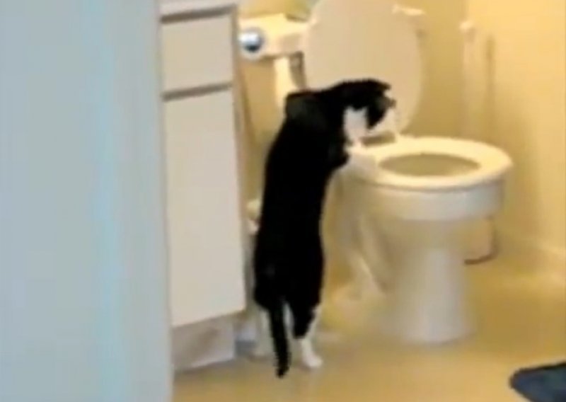 Upoznajte mačke koje puštaju vodu u WC-u