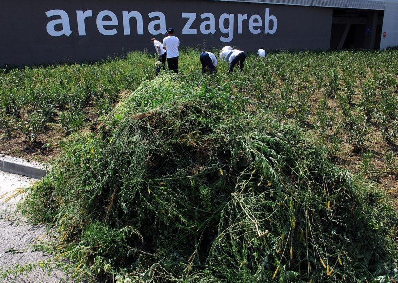 Zagreb nema novca za čupanje ambrozije?