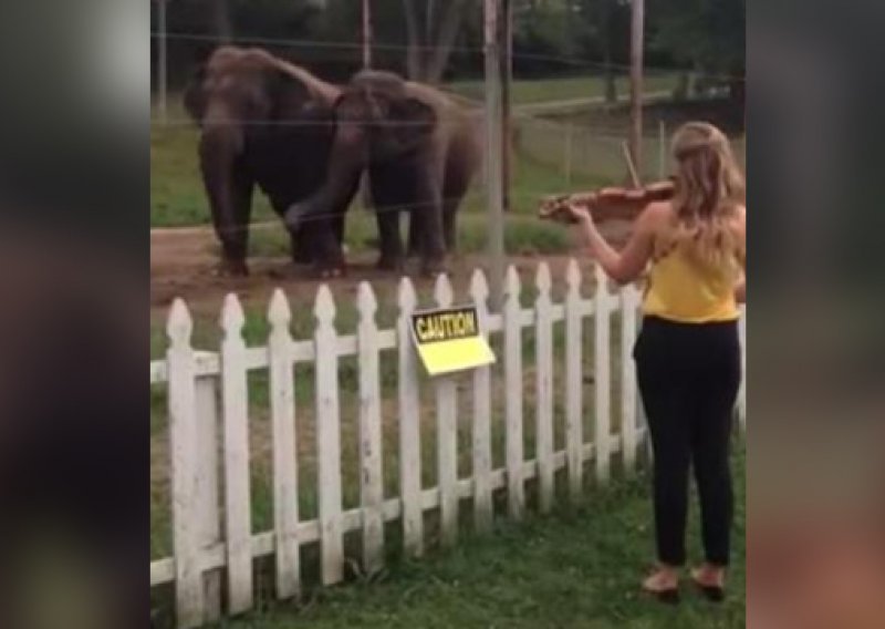 Tko bi rekao da slonovi vole violine i Bacha?
